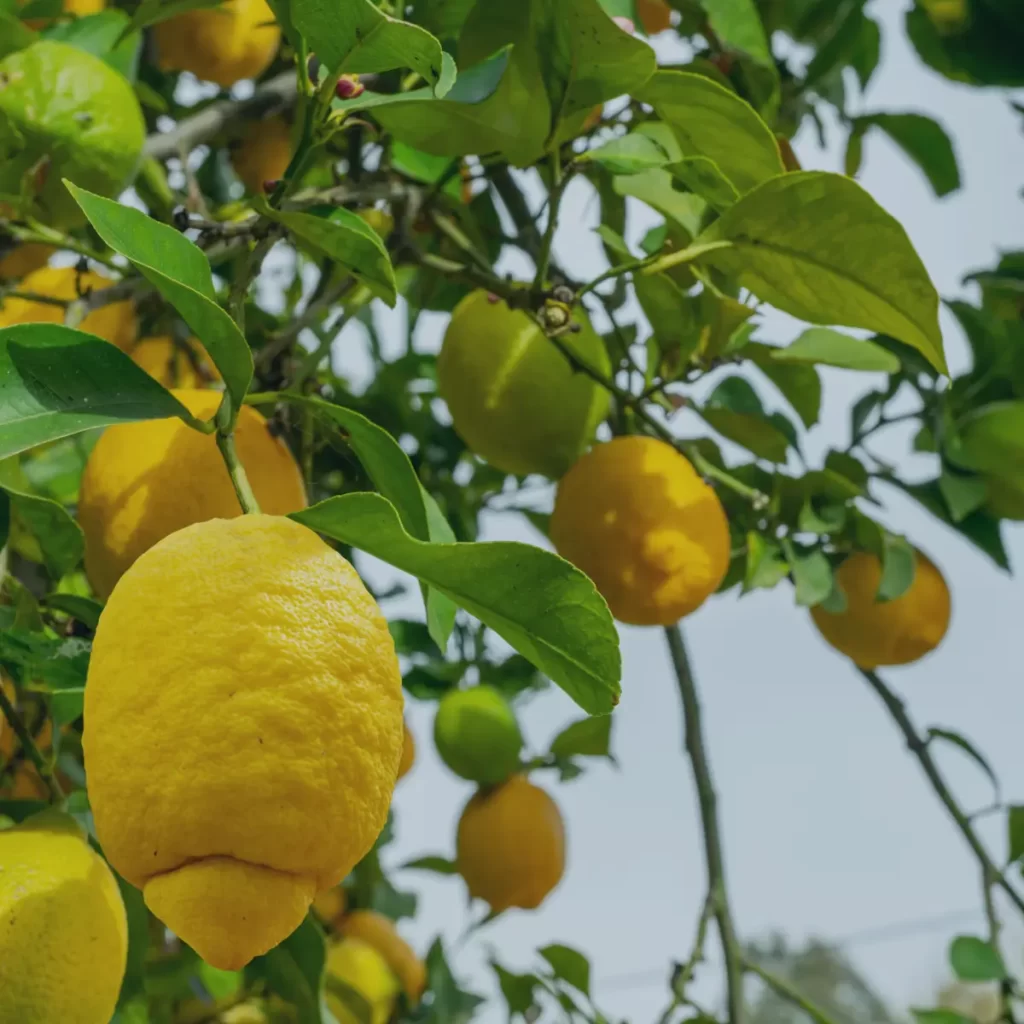 limoni limmi